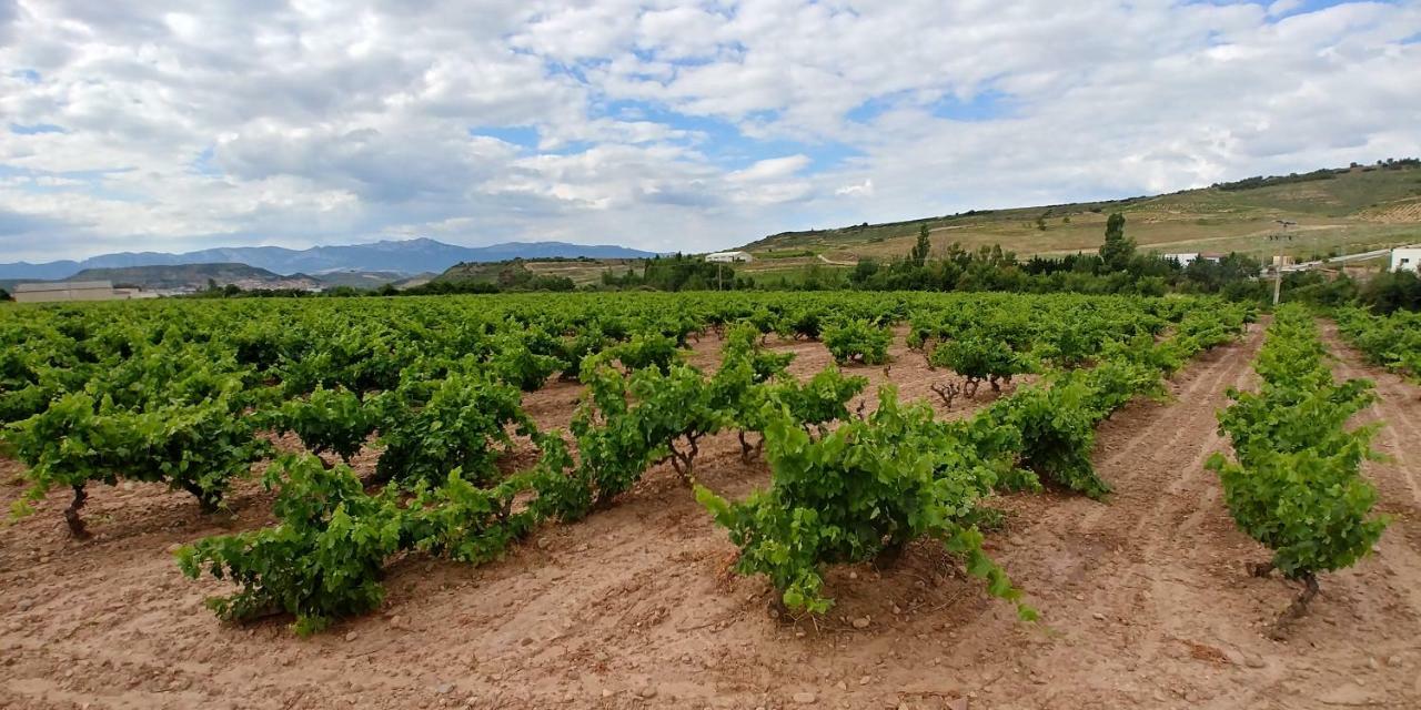 Apartamento Entrevinas En El Corazon De La Rioja Fuenmayor エクステリア 写真